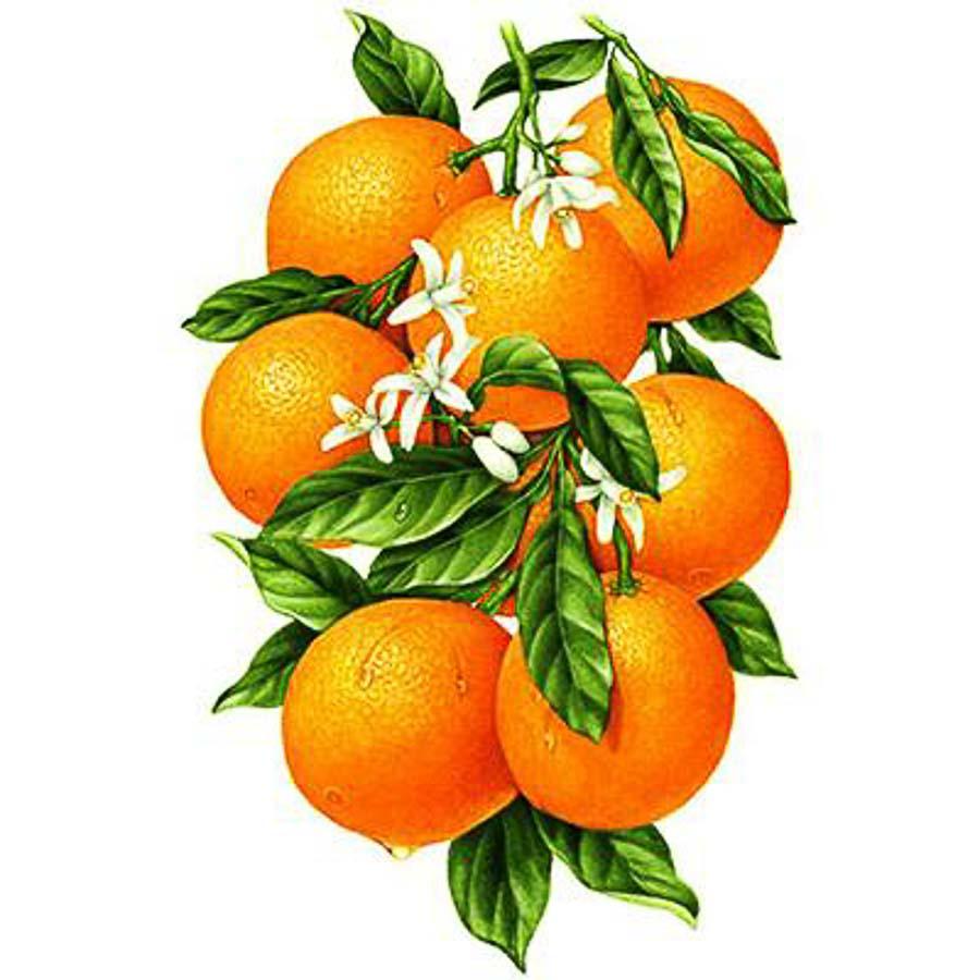 Алмазная живопись АЖ-1091 "Гроздь апельсинов"